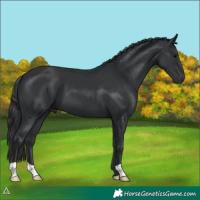 Horse Color:Black 