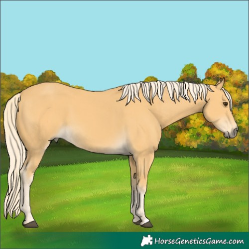 Horse Color:Palomino 