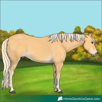 Horse Color:Palomino 