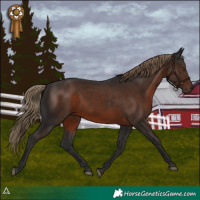 Horse Color:Liver Chestnut 