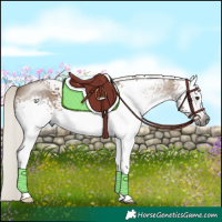 Horse Color:Gray White Spotted Silver Bay Dun Appaloosa 