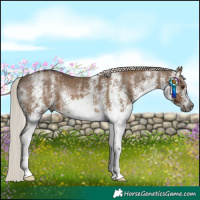 Horse Color:Gray White Spotted Silver Bay Dun Appaloosa 