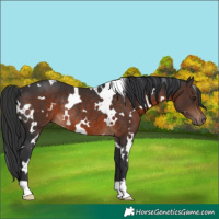 Horse Color:White Spotted Brown Rabicano 