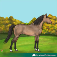 Horse Color:Bay Dun 