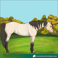 Horse Color:Buckskin Roan 