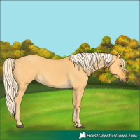 Horse Color:Palomino Dun 