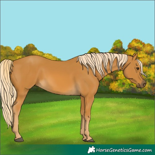 Horse Color:Palomino 