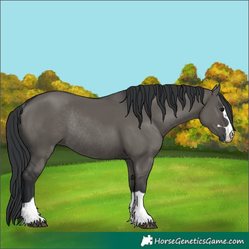 Horse Color:Grullo Rabicano 