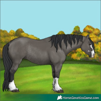Horse Color:Grullo Rabicano 
