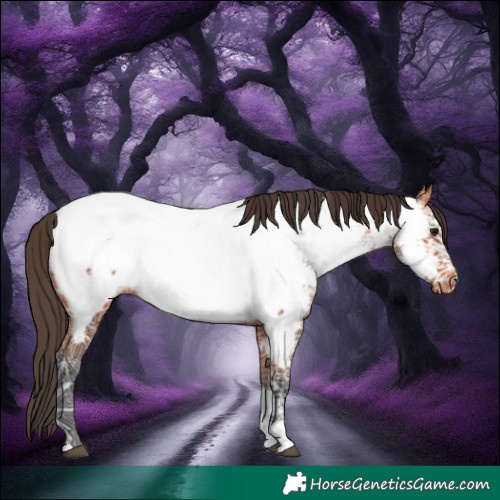 Horse Color:Bay Ice Tobiano Appaloosa 