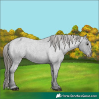 Horse Color:Blue Roan Appaloosa 