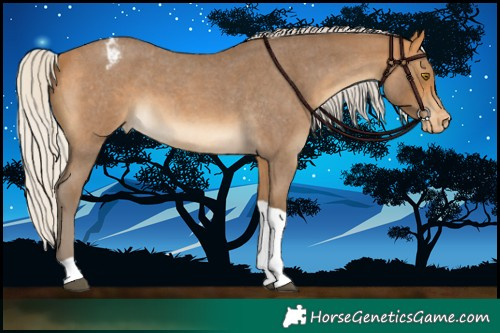 Horse Color:Silver Buckskin Roan Tobiano Appaloosa