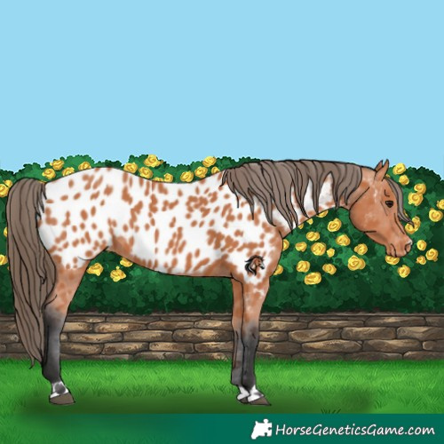 Horse Color:Bay Appaloosa 