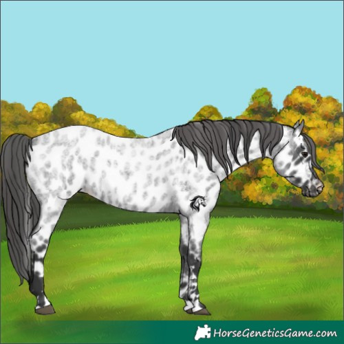 Horse Color:Blue Roan Appaloosa