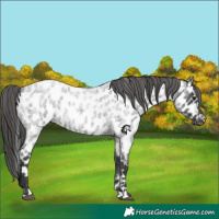 Horse Color:Blue Roan Appaloosa 