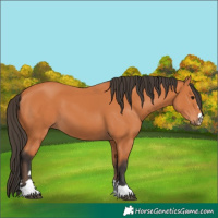 Horse Color:Bay 