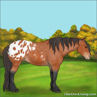 Horse Color:Bay Appaloosa 