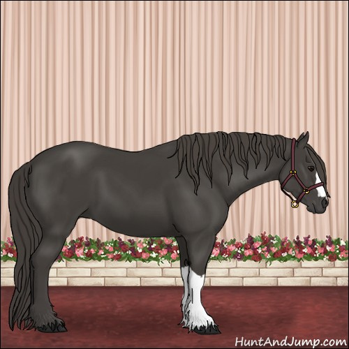 Horse Color:Smoky Black 