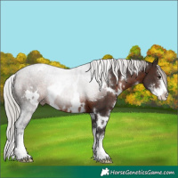 Horse Color:White Spotted Silver Brown Sabino 