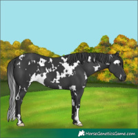 Horse Color:White Spotted Black 