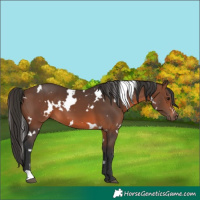 Horse Color:White Spotted Brown 