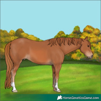 Horse Color:Chestnut 
