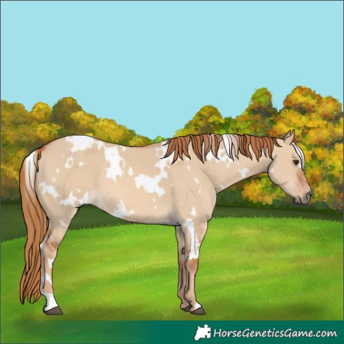 Horse Color:White Spotted Red Dun
