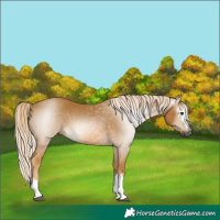 Horse Color:Gray Palomino 