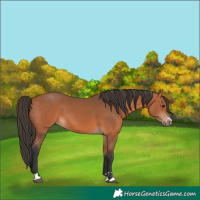 Horse Color:Bay 