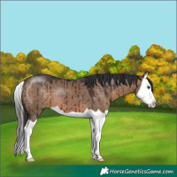 Horse Color:Brown Dun Splash Brindle
