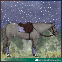 Horse Color:Grullo Appaloosa