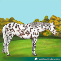 Horse Color:Silver Brown Tobiano Appaloosa
