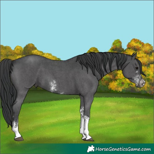 Horse Color:Black Sabino Tobiano 