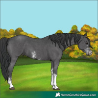 Horse Color:Black Sabino Tobiano