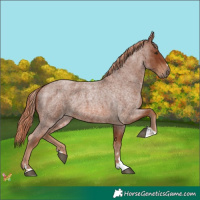 Horse Color:Red Roan 
