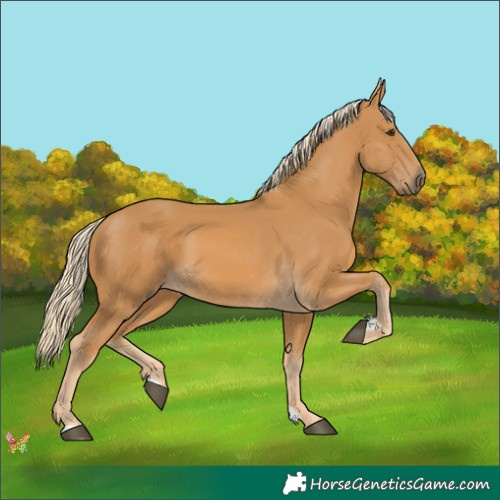 Horse Color:Palomino 