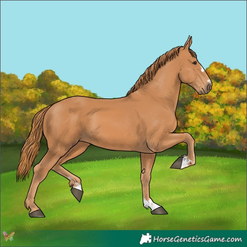 Horse Color:Chestnut 