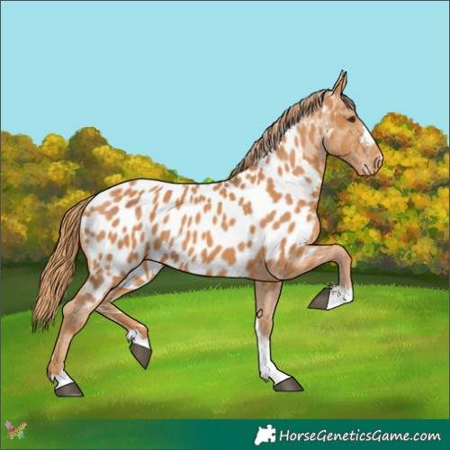Horse Color:Chestnut Appaloosa
