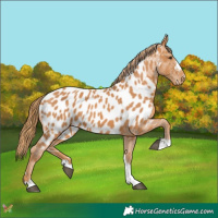 Horse Color:Chestnut Appaloosa