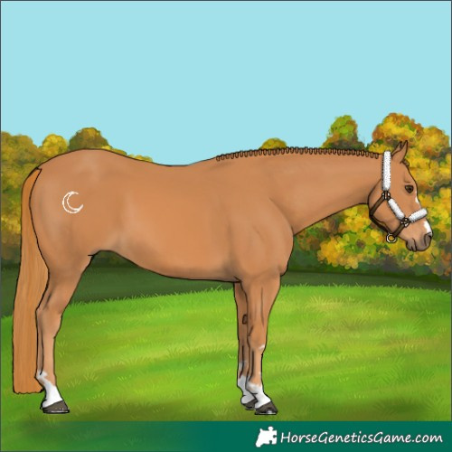 Horse Color:Chestnut 