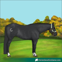 Horse Color:Black Rabicano 