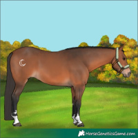 Horse Color:Bay 