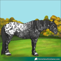 Horse Color:Black Blanket
