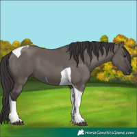 Horse Color:Smoky Grullo Tobiano