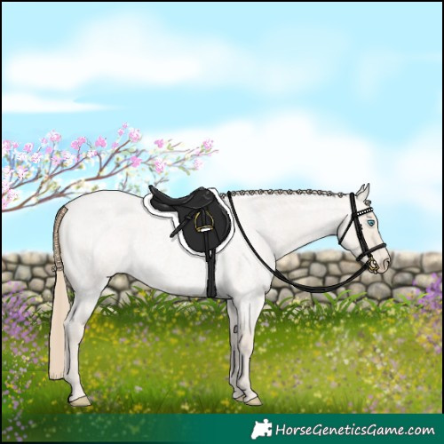 Horse Color:Smoky Creme Roan Dun 
