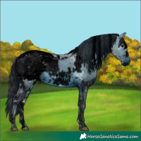 Horse Color:ERROR: UNKNOWN ANOMALY