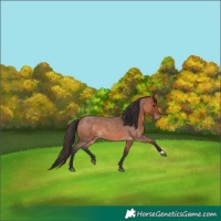 Horse Color:Bay Roan 