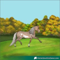 Horse Color:Silver Buckskin Roan Frame 