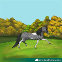 Horse Color:Blue Roan Tobiano Frame 