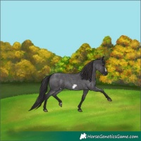 Horse Color:Smoky Blue Roan Frame 